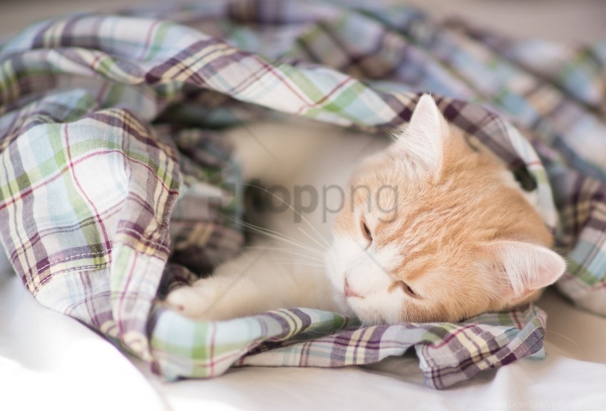 blanket darling kitten sleep wallpaper PNG high resolution free