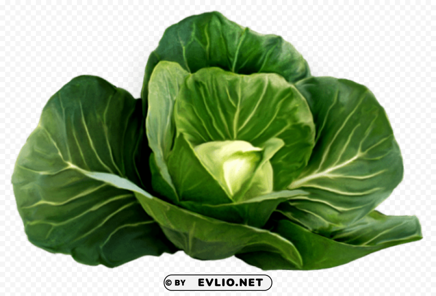 cabbage picture PNG transparent photos for design
