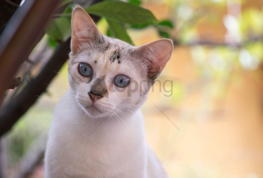 cat face look spotted wallpaper PNG Image with Transparent Isolated Graphic