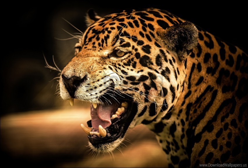 eyes face leopard teeth wallpaper Isolated Item on HighResolution Transparent PNG