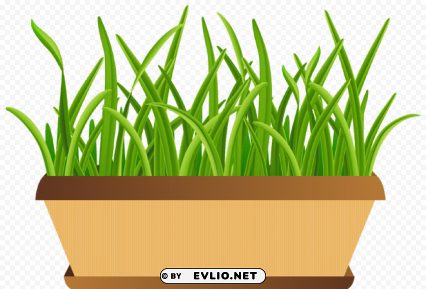 flowerpot with grass Transparent PNG Isolated Object