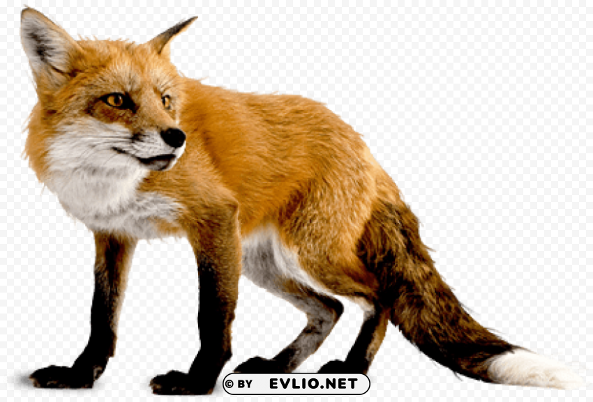 fox High-resolution PNG images with transparent background