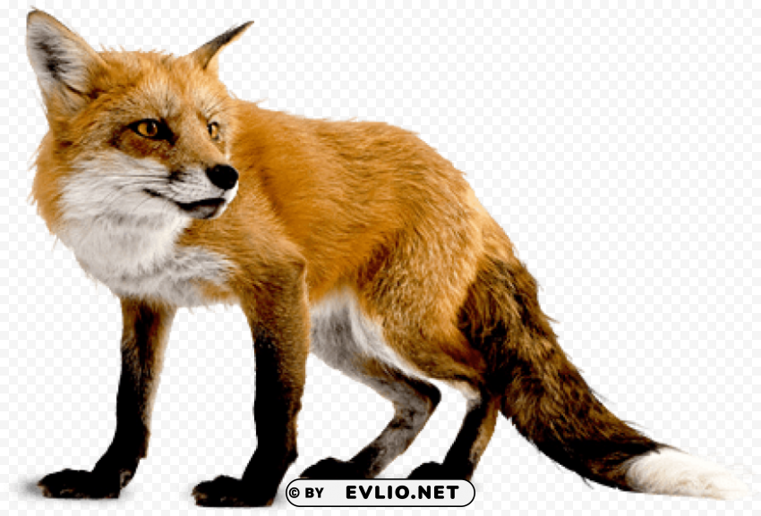 fox Isolated Character in Transparent Background PNG