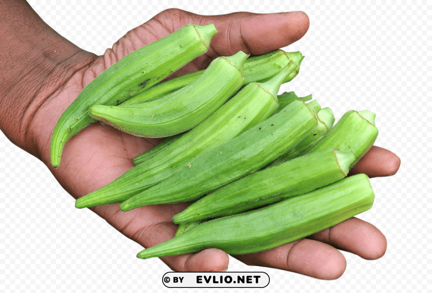 hand with okra PNG graphics for presentations