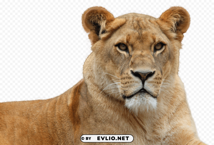 Lion Isolated Graphic On HighQuality Transparent PNG