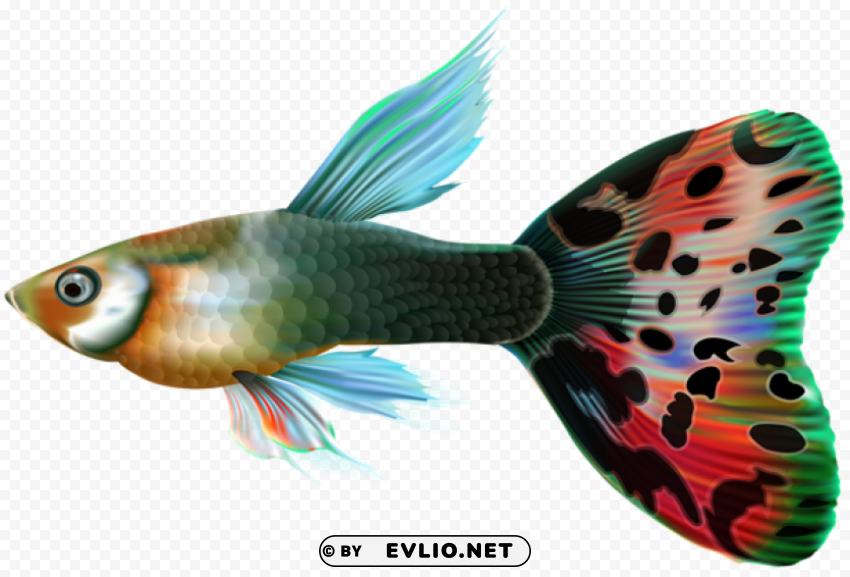 Male Guppy Fish Clear Image PNG