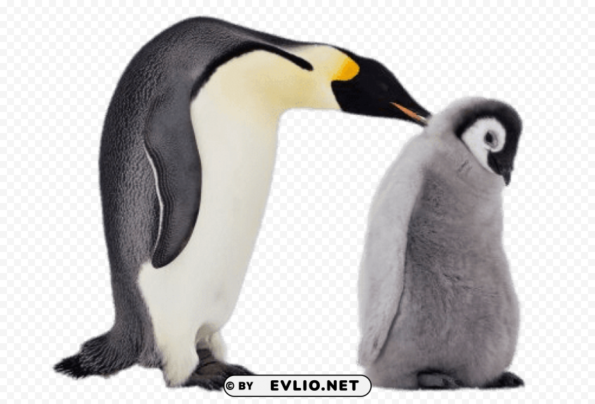 mum and baby penguin PNG transparent vectors