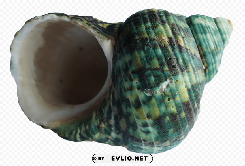 sea ocean shell PNG images with clear alpha layer