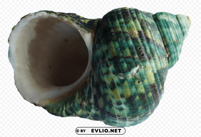 shellfish Transparent PNG images database