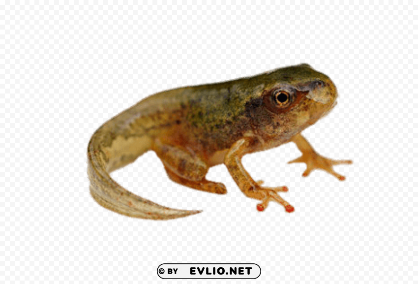 tadpole with tail PNG transparent graphics for download