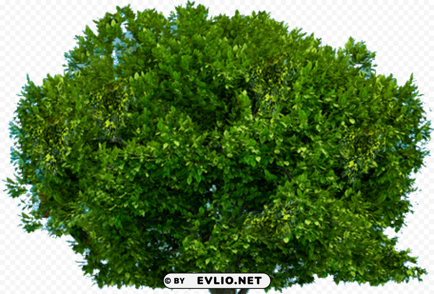 tree PNG images with transparent layer