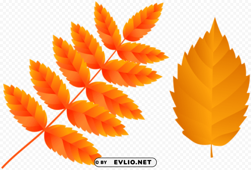 two orange fall leaves PNG images with no attribution