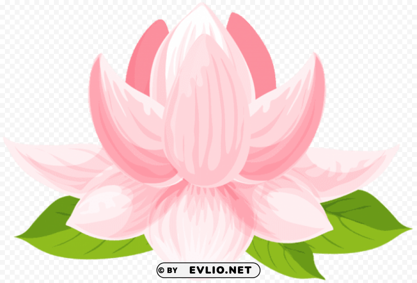 water lily PNG files with transparent elements wide collection