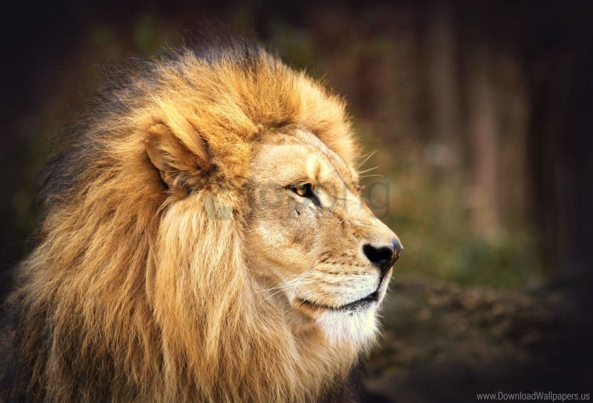 big cat face lion mane predator wallpaper PNG for mobile apps