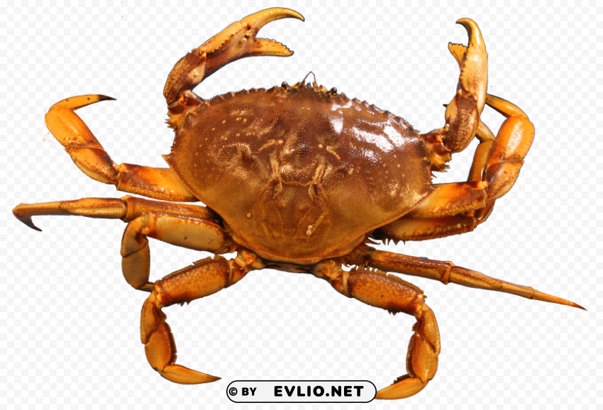 Crab Isolated Character In Clear Transparent PNG