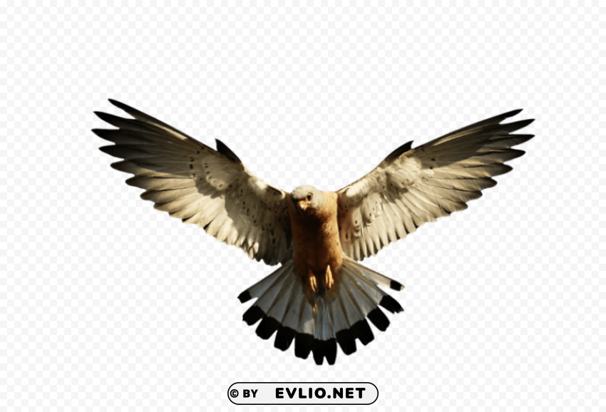 eagle PNG images with clear alpha channel