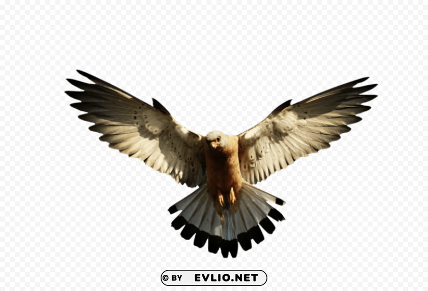 Eagle PNG Images With Clear Alpha Channel