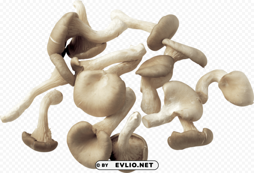 eatable mushrooms flying PNG images for advertising