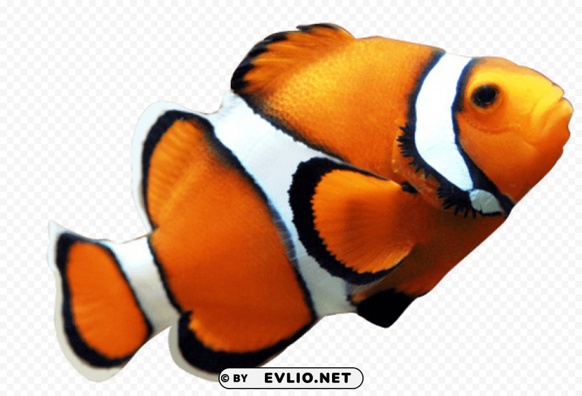 fish nemo Transparent PNG images for printing
