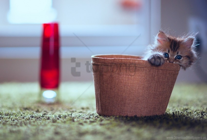 fluffy hide kitten lamp planters playful wallpaper PNG transparent backgrounds