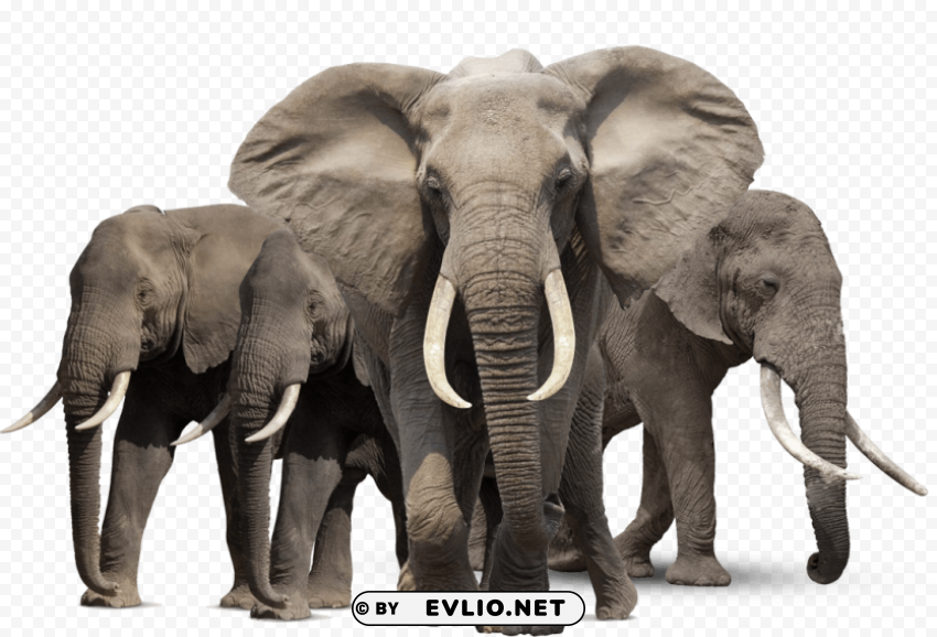 gray elephant standing Isolated Graphic on HighQuality Transparent PNG