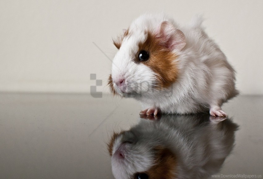 guinea pig reflection rodent wallpaper PNG Image with Clear Isolated Object