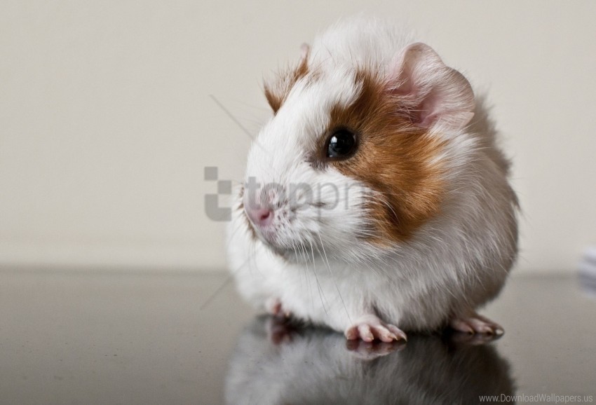 guinea pig rodent spotted wallpaper PNG for social media