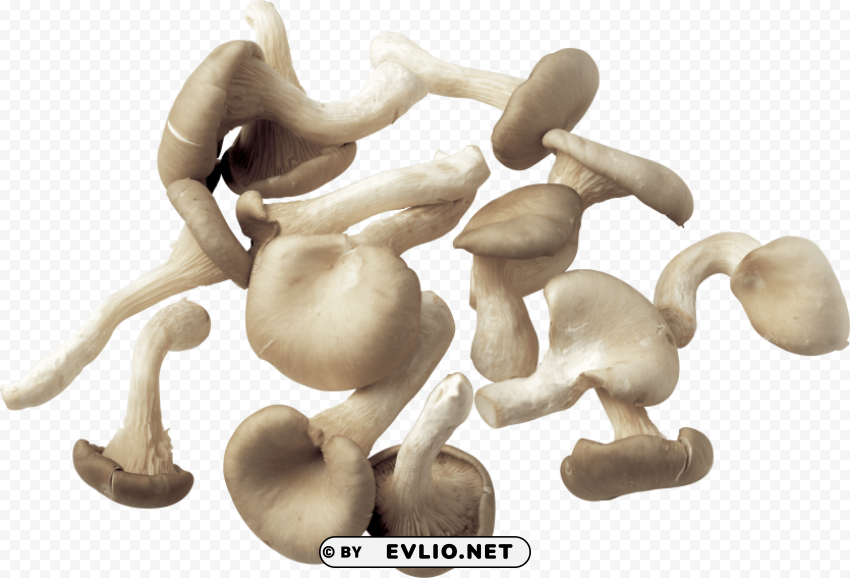 Mushroom Clear Background PNG With Isolation