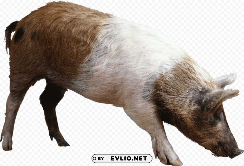 striped ping brown pig PNG Image with Clear Isolated Object