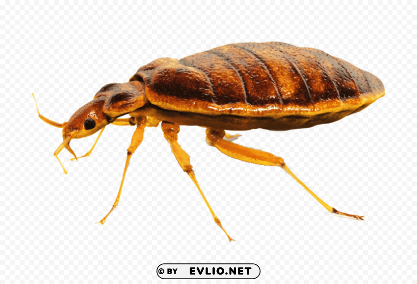 bed bug close up Transparent PNG artworks for creativity