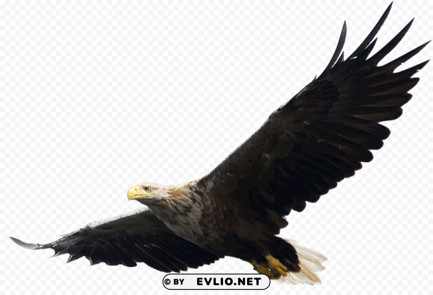 majestic bald eagle flying PNG design elements