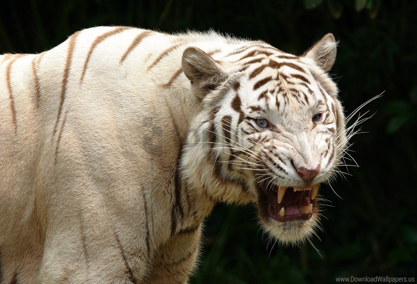 aggression albino predator teeth tiger wallpaper PNG for design