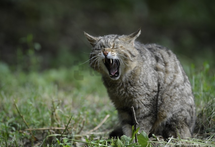 aggression screaming wild cat wallpaper Isolated PNG Object with Clear Background