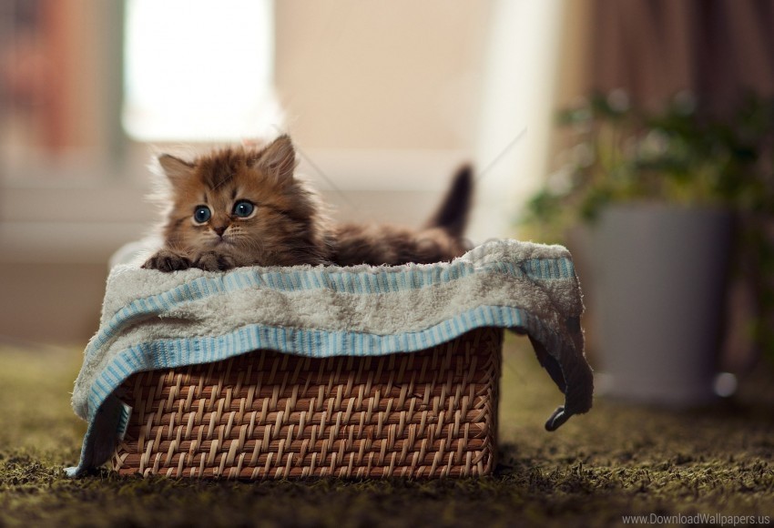 basket fluffy kitty material wallpaper PNG with no background for free