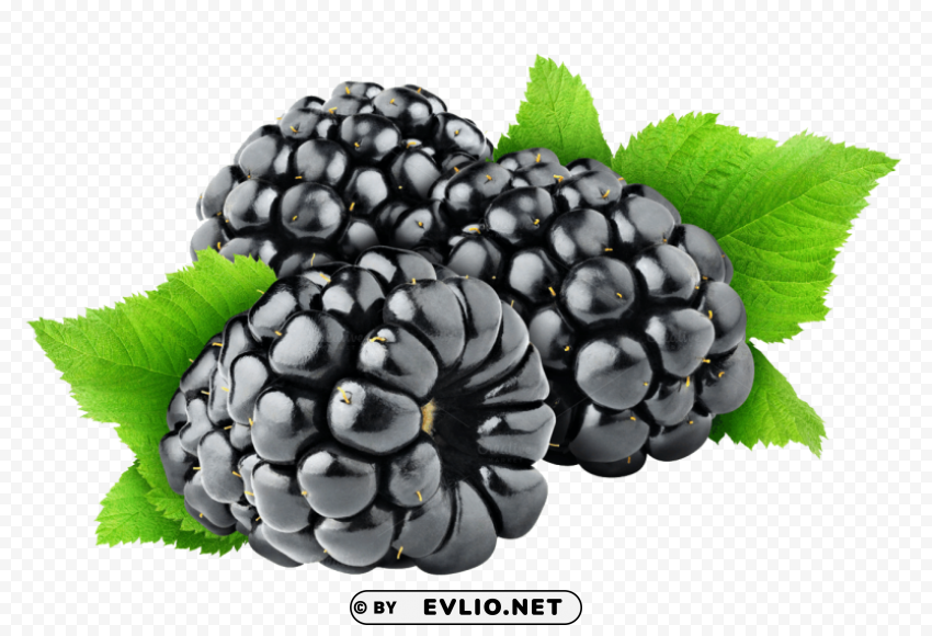 blackberry Transparent PNG Isolated Illustration