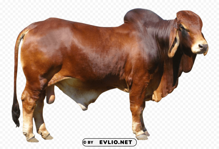 Bull Transparent design PNG