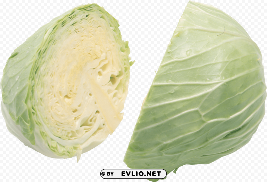 cabbage Isolated Character in Transparent PNG