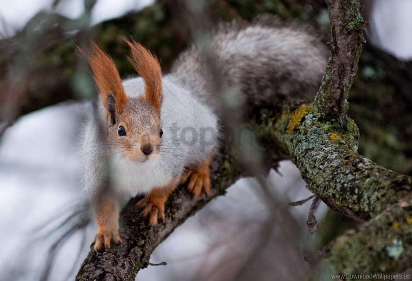 climbing moss squirrel twigs wood wallpaper Free PNG images with transparent layers diverse compilation