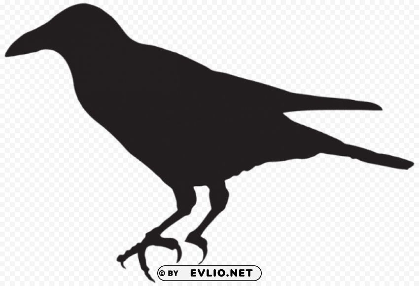 crow silhouette Isolated Element in Transparent PNG