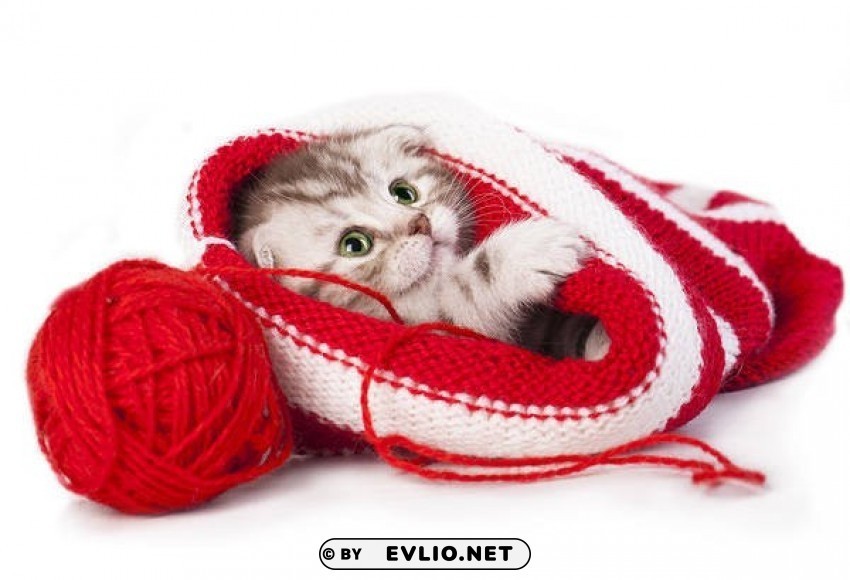 cute little kitten PNG images with clear backgrounds