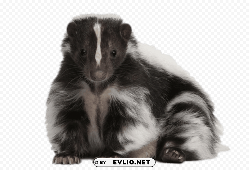 cute skunk Transparent Cutout PNG Graphic Isolation