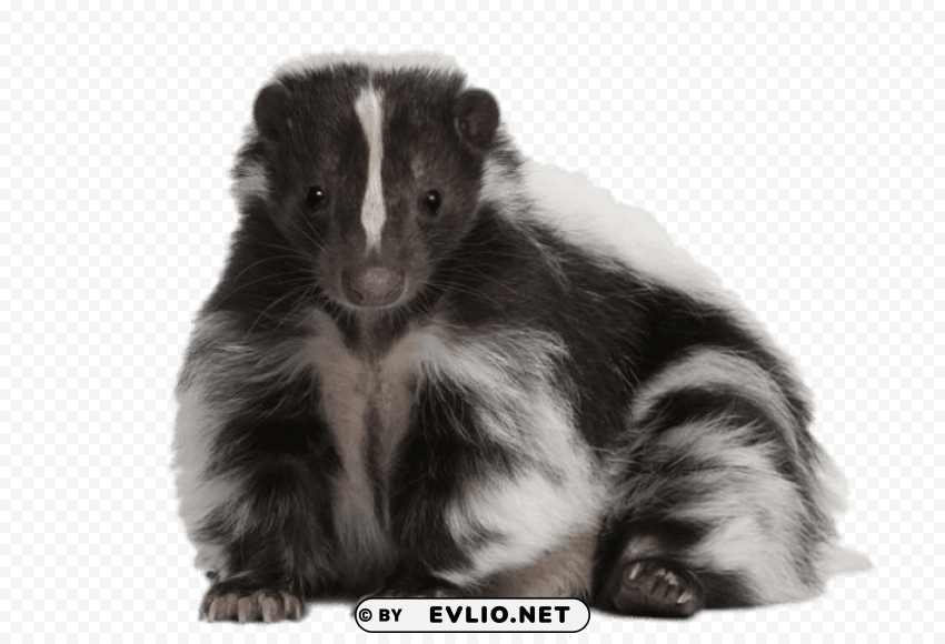 cute skunk Transparent Cutout PNG Graphic Isolation png images background - Image ID 4c93b329