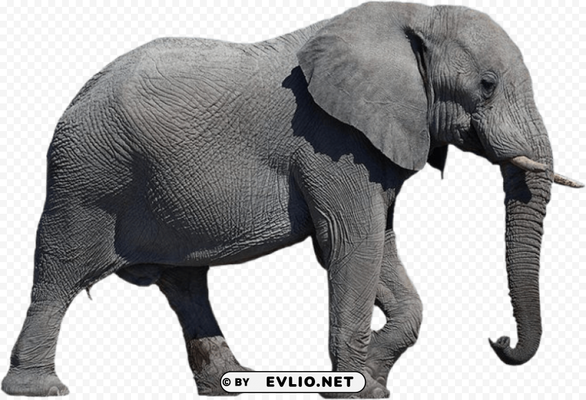 elephant PNG pictures with alpha transparency png images background - Image ID 6879177d