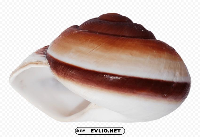 Ocean Sea Shell Transparent PNG Isolated Item