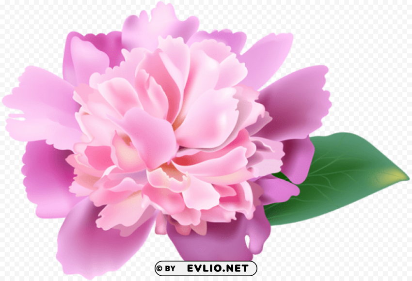 Pink Peony Free PNG Images With Transparent Backgrounds