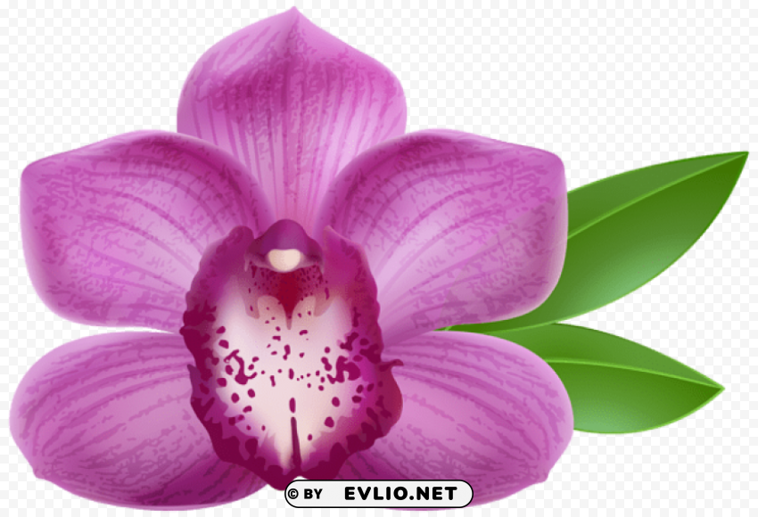 purple orchid PNG transparent images bulk