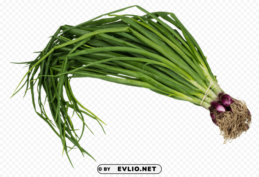 scallion spring onion HighQuality Transparent PNG Isolated Graphic Design