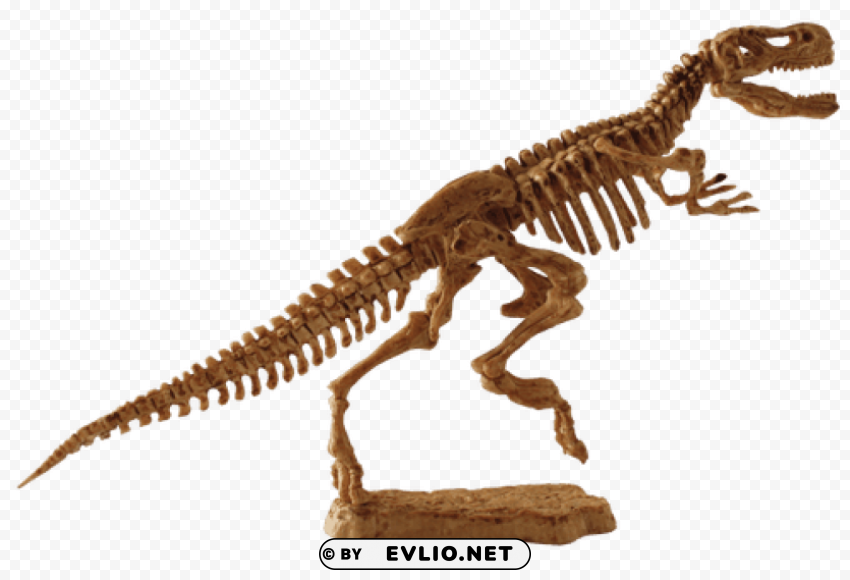 t-rex fossil Isolated Artwork on Clear Background PNG