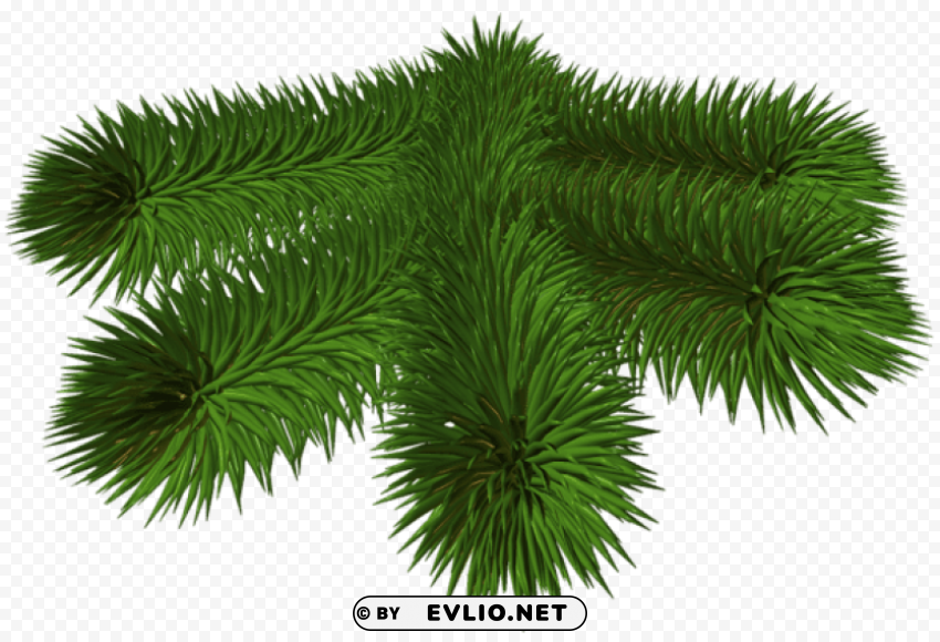  pine branch 3d picture Isolated Item on Transparent PNG Format