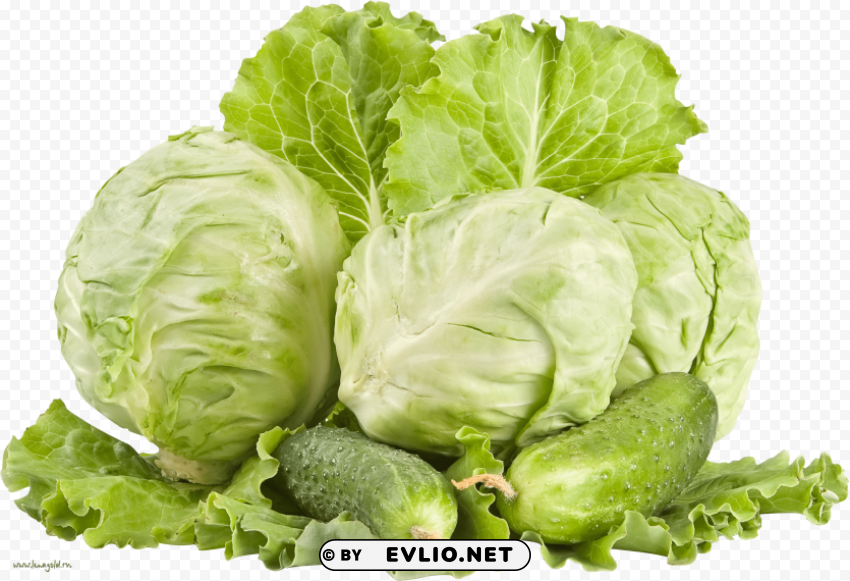 cabbage Isolated Element in Clear Transparent PNG
